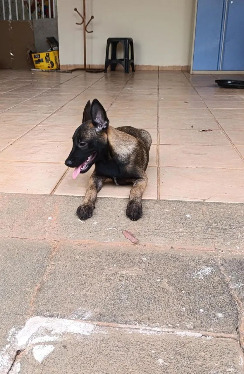 Pastor belga malinoar filhote - Foto 5