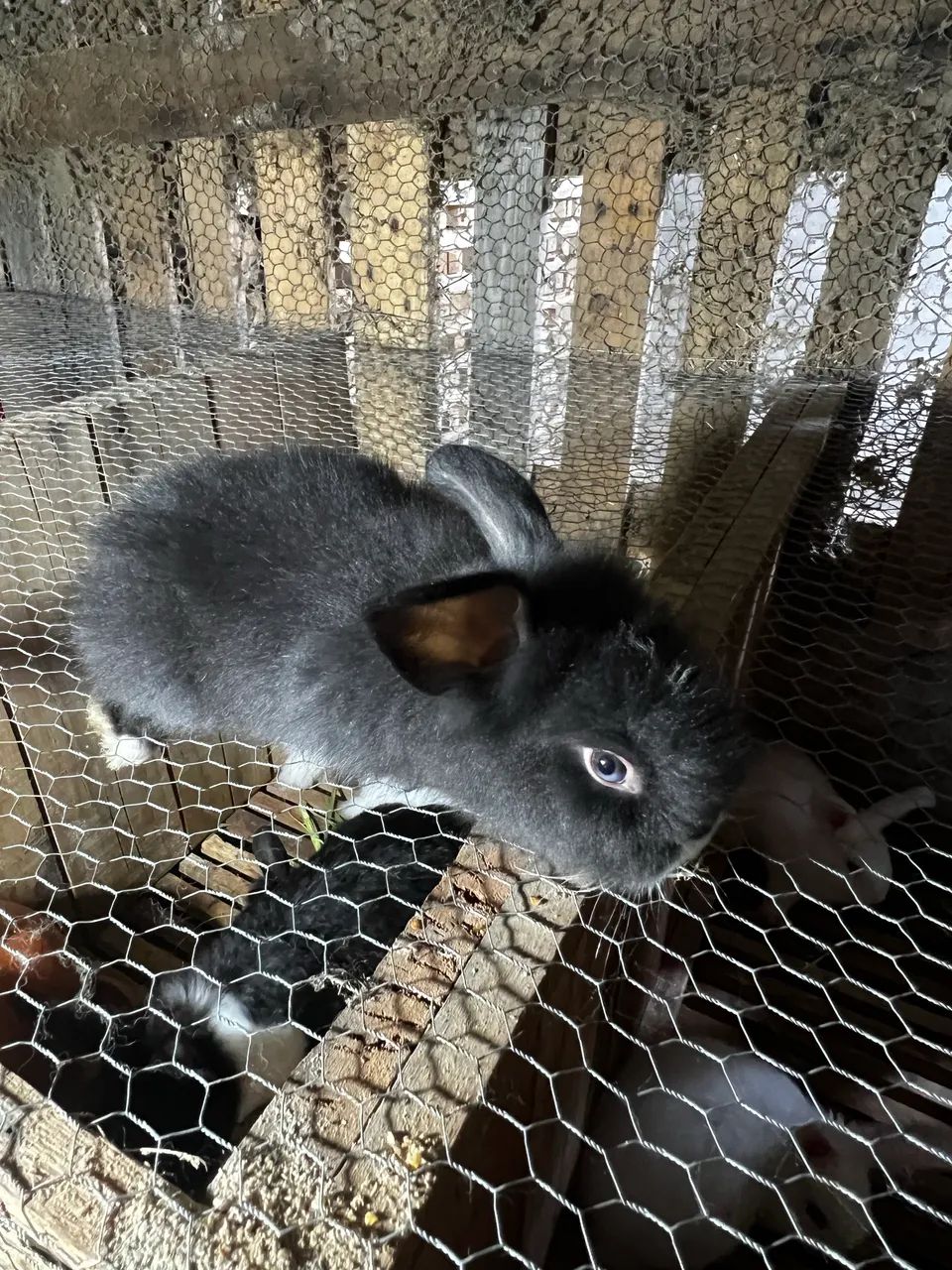 Coelho porte médio pra grande  - Foto 3