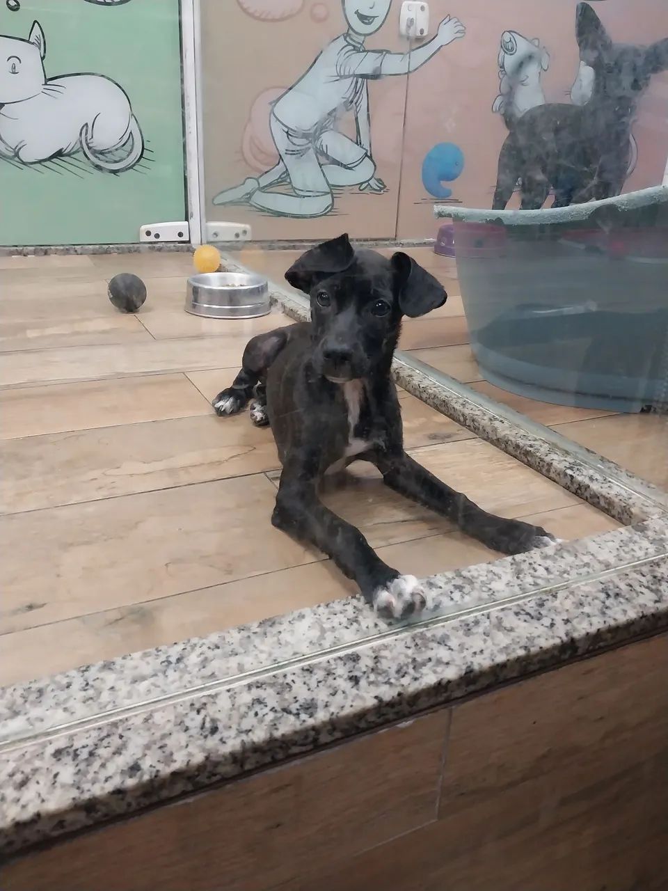 Adote Remy!
