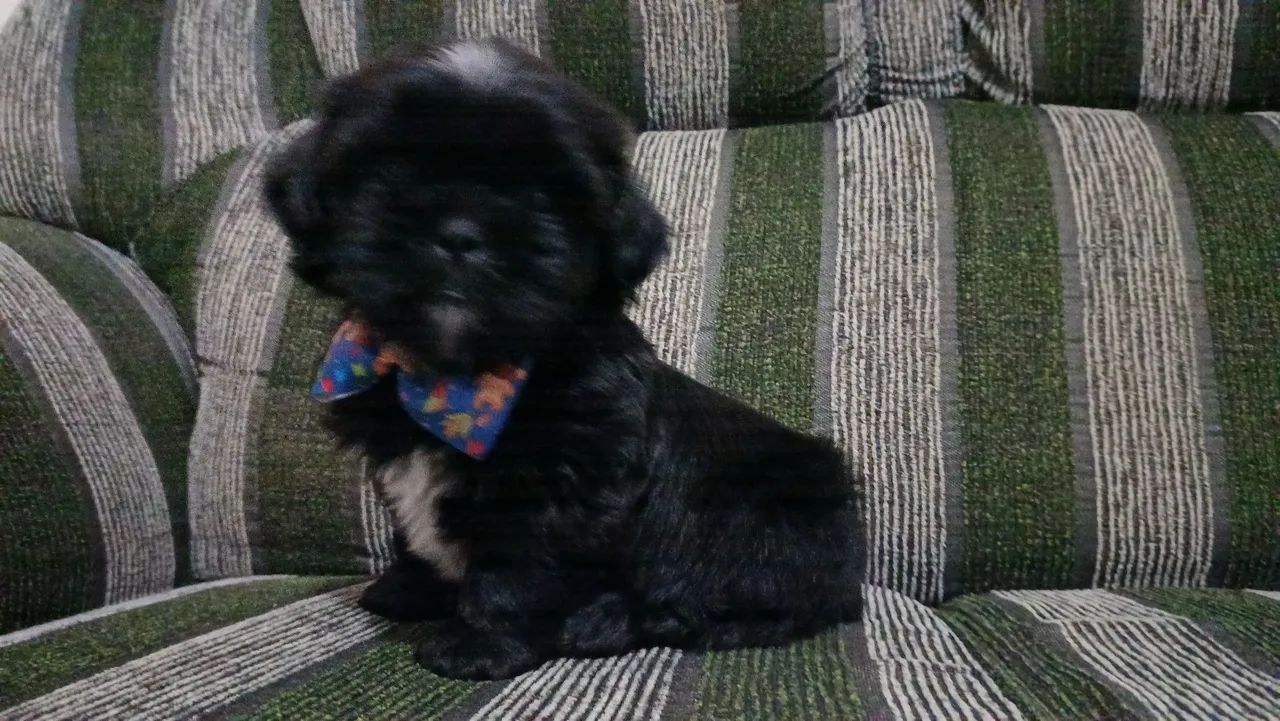 Shitzu macho preto - Foto 3
