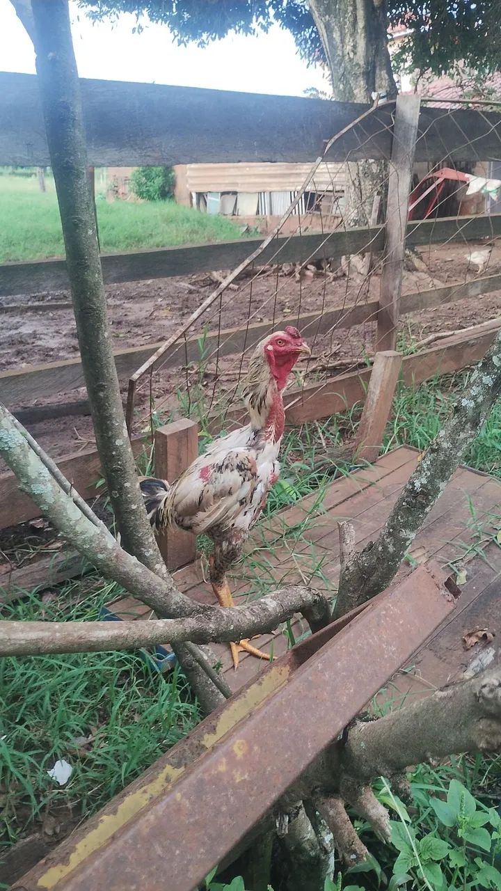 Vendo galo índio gigante mil flor 