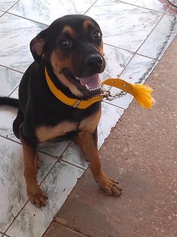 Cachorra hotweile c/8 meses contato - Foto 2