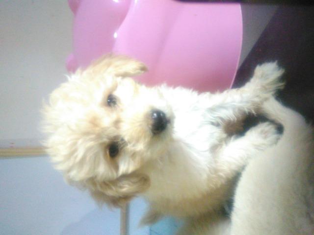 Poodles filhotes - Foto 6