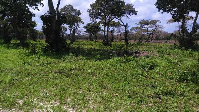 Fazenda em Itarema 386 hectares plantados de cajueiros,lagoa,poço,rio na extrema - Foto 11