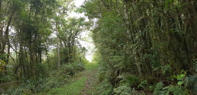 Vendo 6,78 alqueires a 2 km da BR 116 em Mandirituba - Foto 13