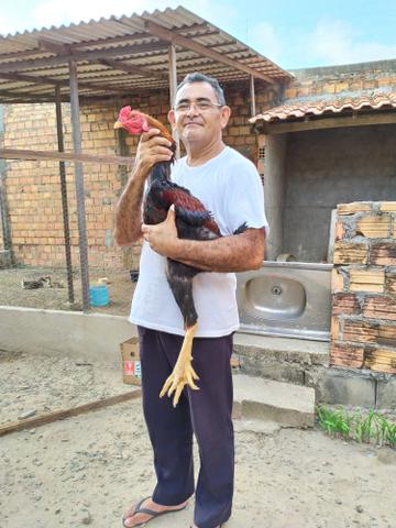 galo - Foto 2
