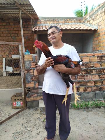 galo