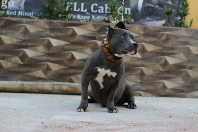 American Bully