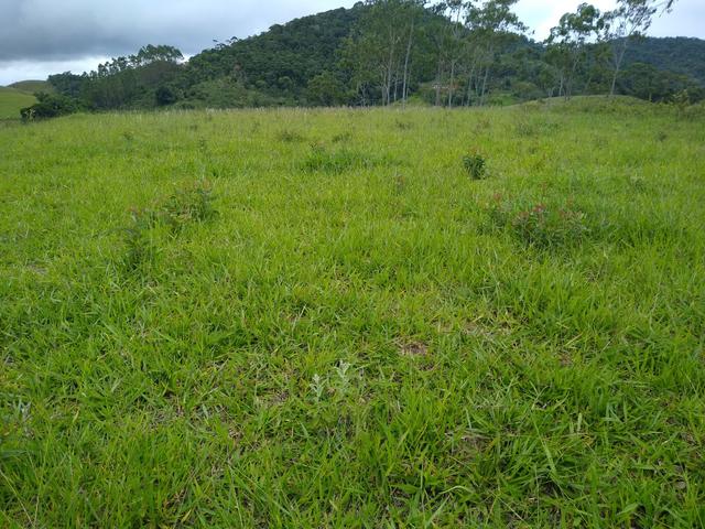 Fazendinha 13 alqueires Cariacica - Foto 17