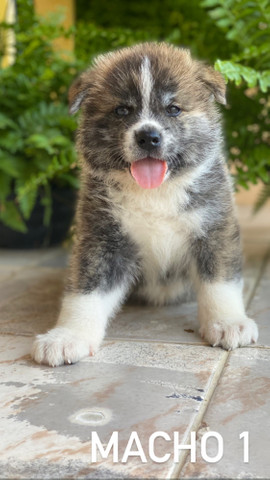 Filhotes de akita / SÓ RESTAM 2