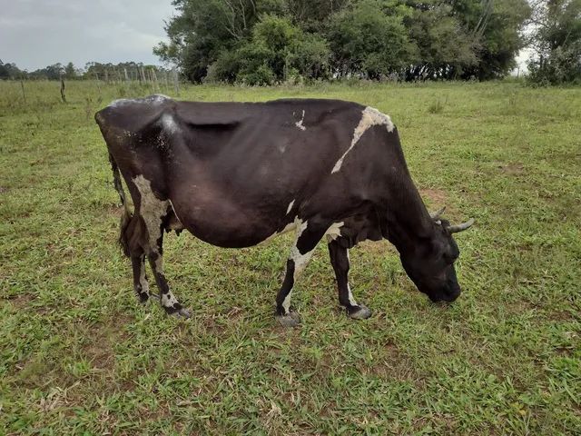 Vaca Jersolan 