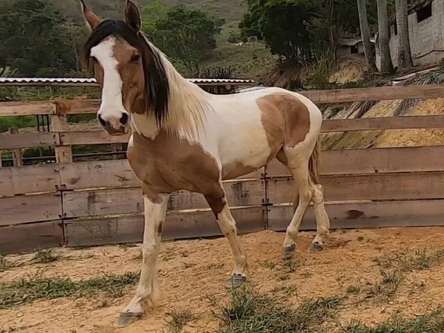 vendo cavalo frente aberta 🥇 【 OFERTAS 】