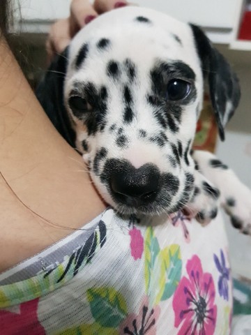 Dalmata Femea e Macho,com garantias em contrato.