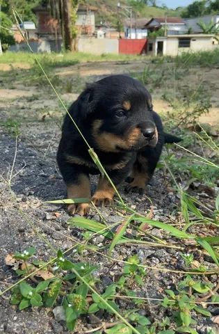 Filhotes de Rottweiler 