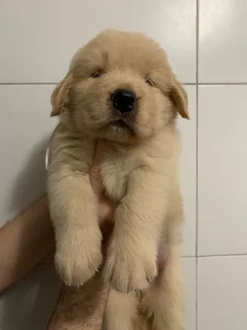 Filhote fêmea  raça golden retriever - Foto 4