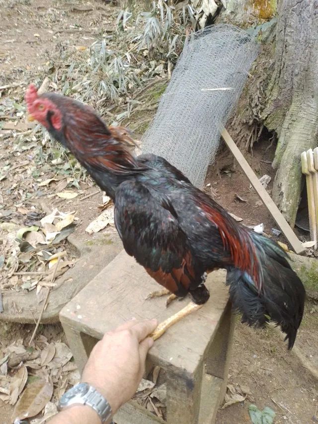 Vendo galo inglês 