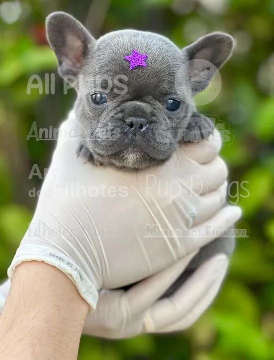 Nosso querido Bulldog Francês, super companheiro, fofinho e dócil - Foto 3