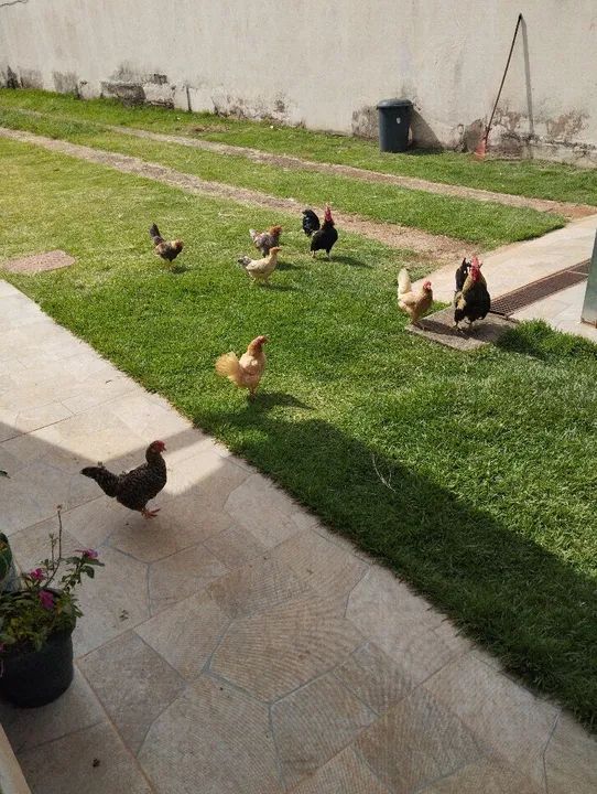 Galizé Galinhas e galos: 120 casal - Foto 2