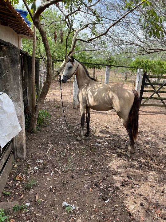 Potro Registrado - Foto 3