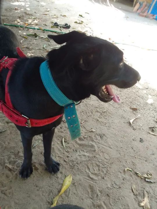 Minha cadela está com prolapso no momento estou sem dinheiro para fazer a cirurgia  - Foto 2