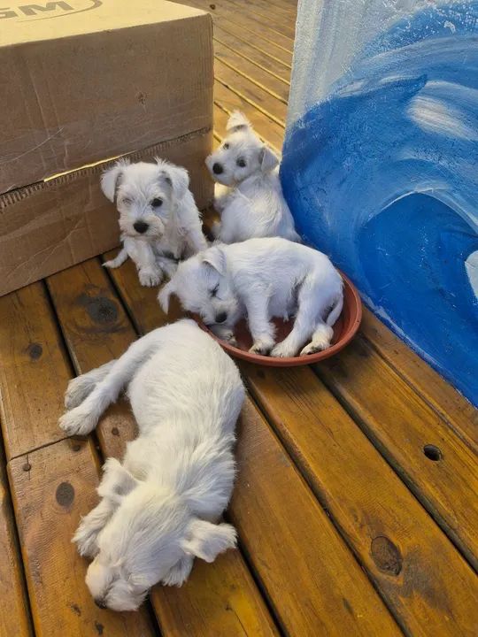 Schnauzer branco - Foto 6