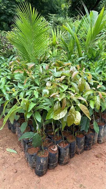 Mudas de abacate de enxerto