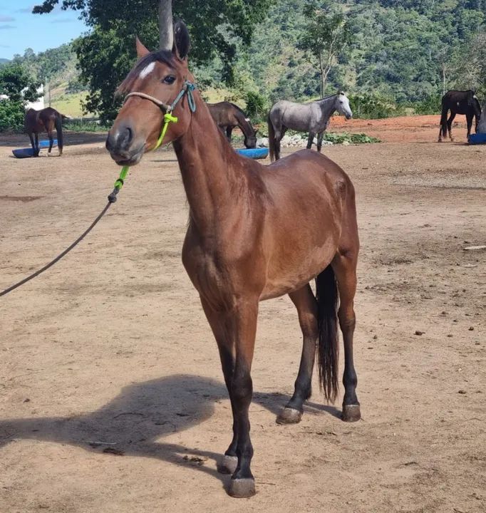 Potro Mangalarga Marchador - Foto 2