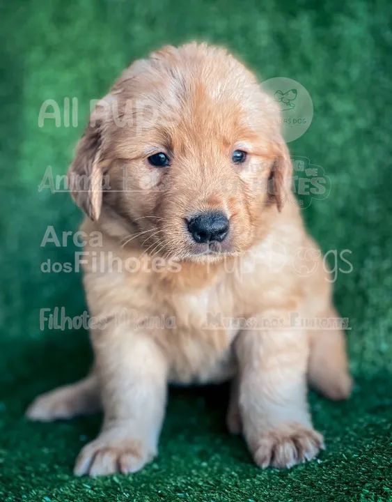 Golden - amor mais lindo que isso não existe 