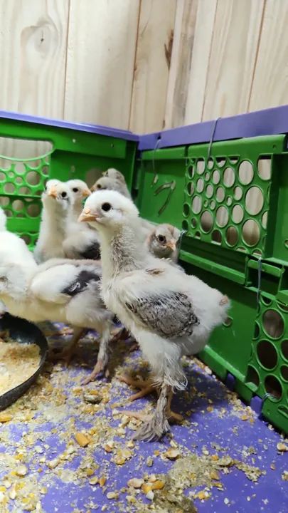 Pintinhos e frangos Brahma Dark - Foto 6