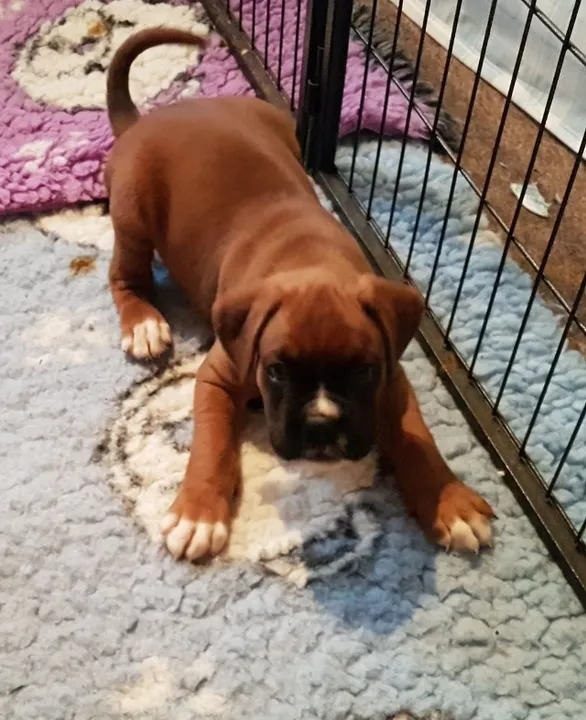 Filhotes de boxer entregamos na sua residencia