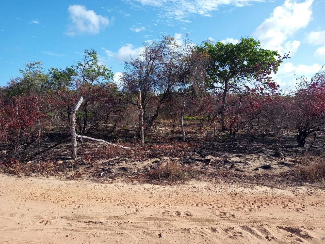 foto - Nísia Floresta - 