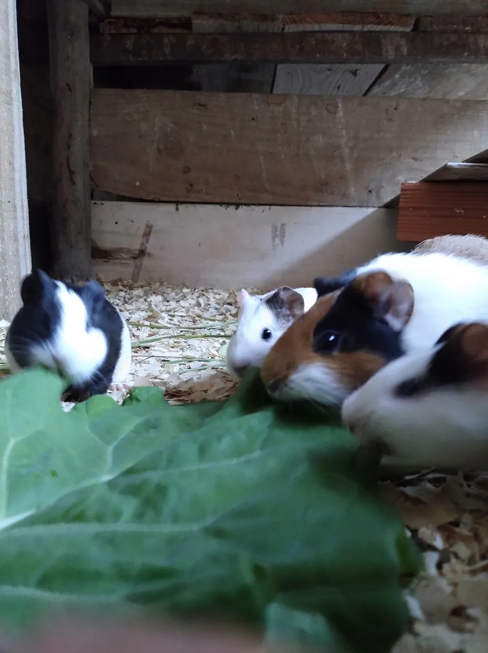 Lindos Porquinhos da Índia!!!