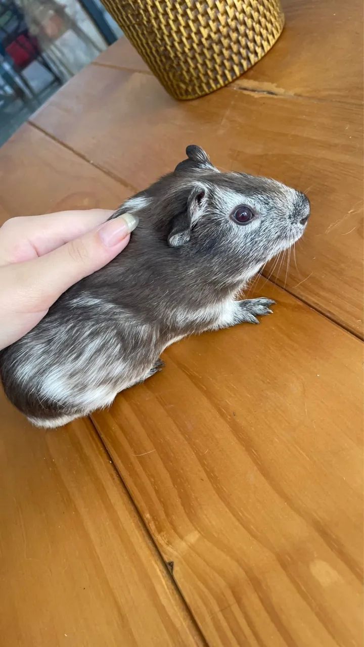 Porquinho da Índia  - Foto 3