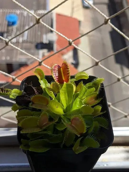 Planta Carnívora Dionéia - Foto 2
