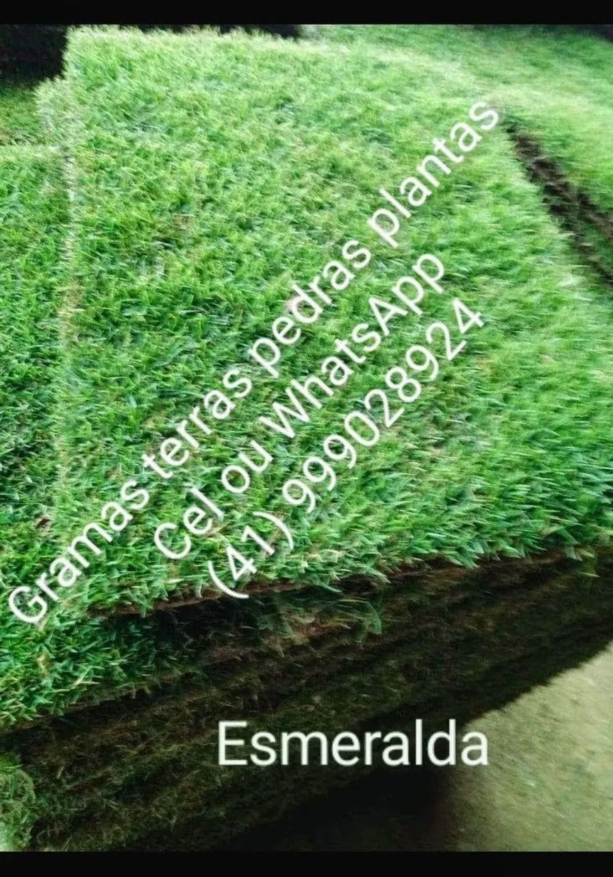 Gramas terra preta  - Foto 3