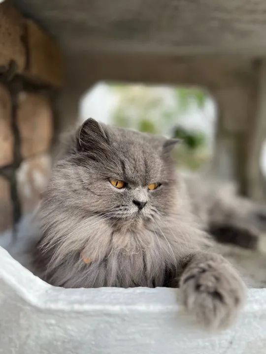 Gato Persa Cinza - Adorável e Carinhoso - Foto 3