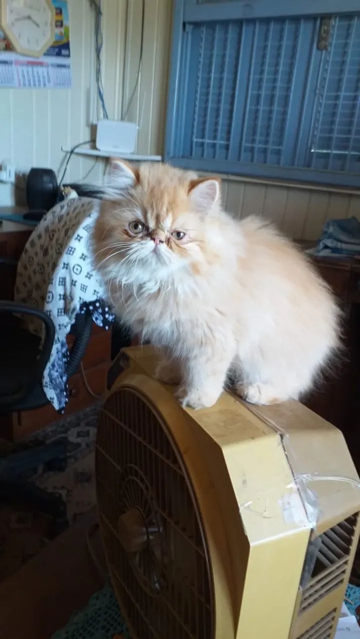 Filhote de Gato persa Fêmea