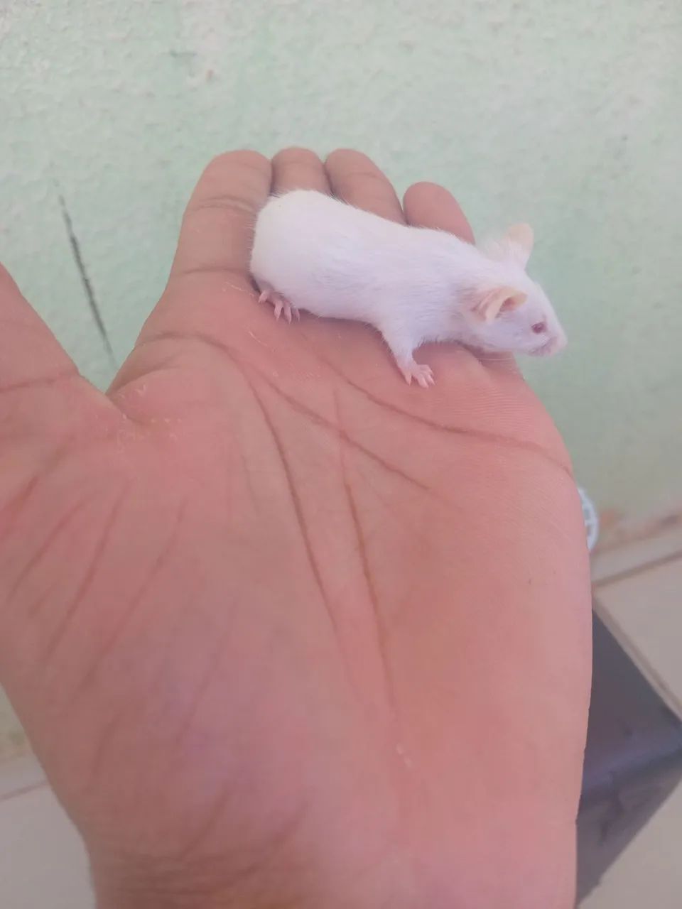 Tenho camundongo branco disponível 64684501959425120