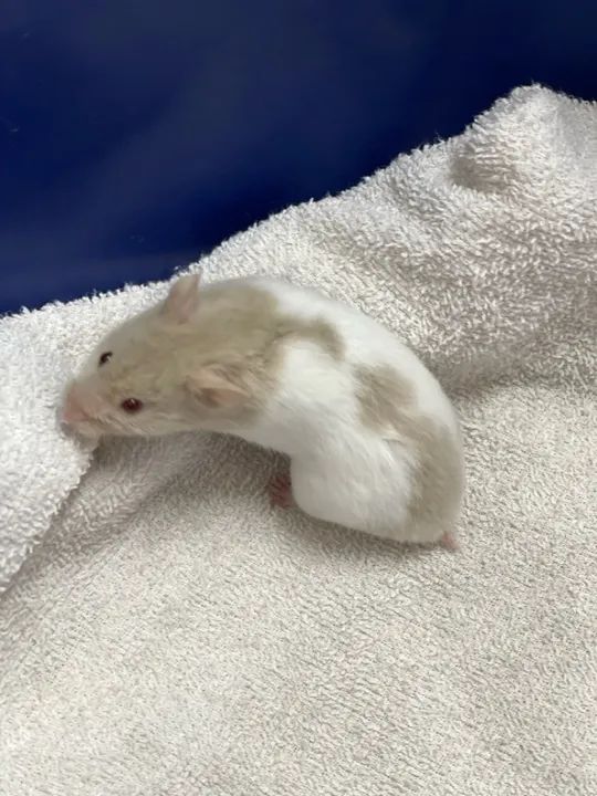 Hamster sírio disponível  - Foto 5