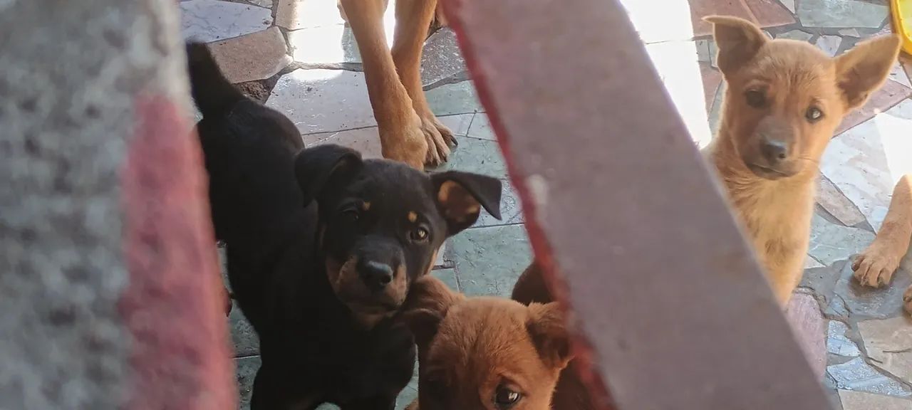 Filhotes de cachorro - Foto 2