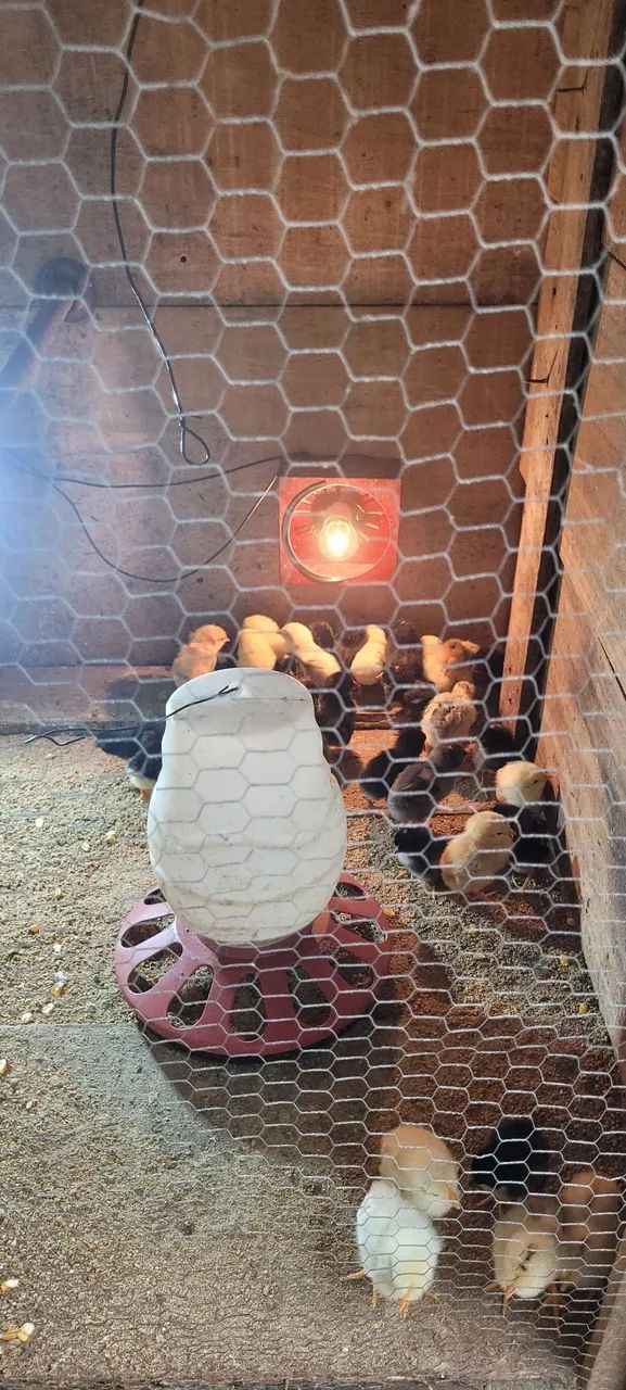 Pintinhos, Frangos (Filhotes de Galinha)