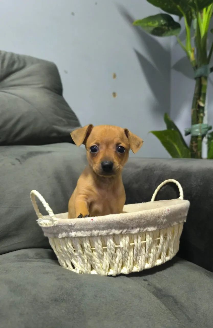 Filhotes de Pinscher Macho à Venda - Excelente Oportunidade - Foto 3