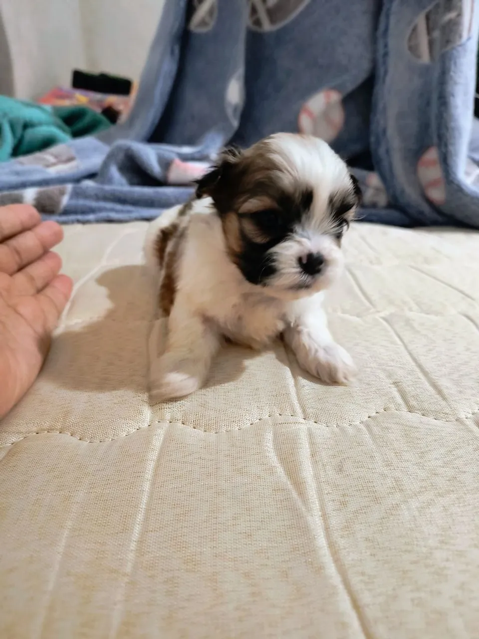 Filhote Fêmea Shih Tzu disponível