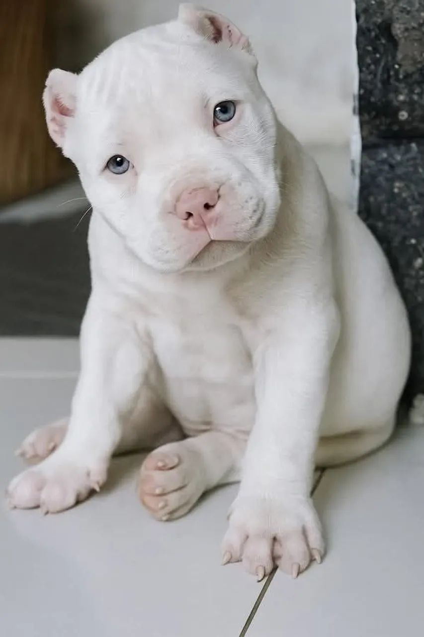 Pitbull Filhote com Vacinas em Dia