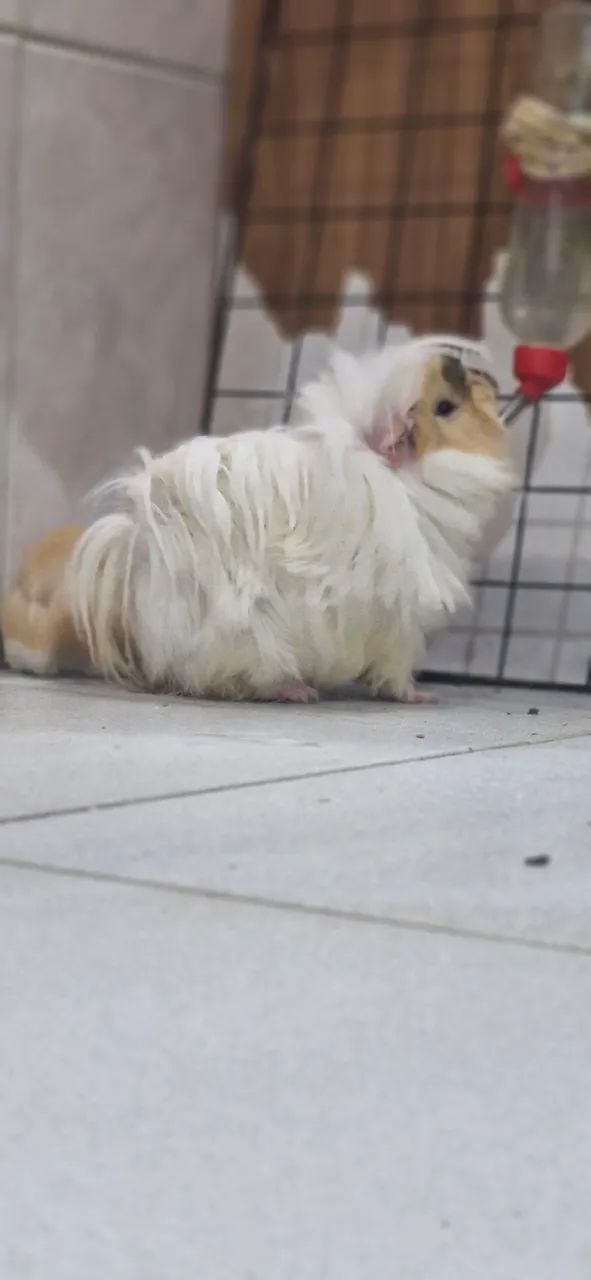 Vendo Porquinho da India Peruano 