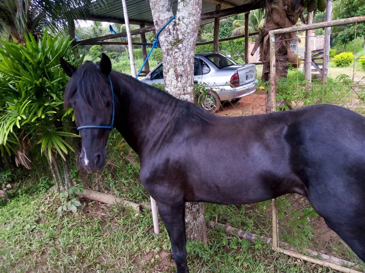 Cavalinho Preto piquira
