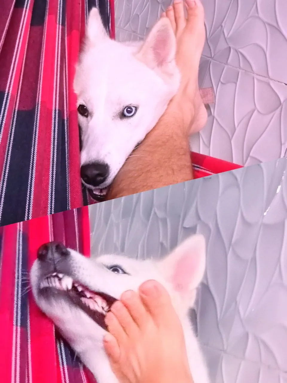 Husky Siberiano filhote