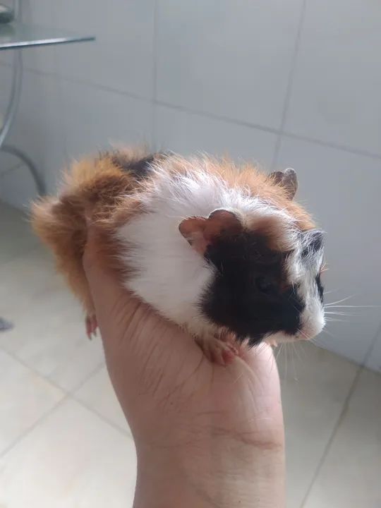 Filhotinhos de porquinho da índia Abissinio  - Foto 2