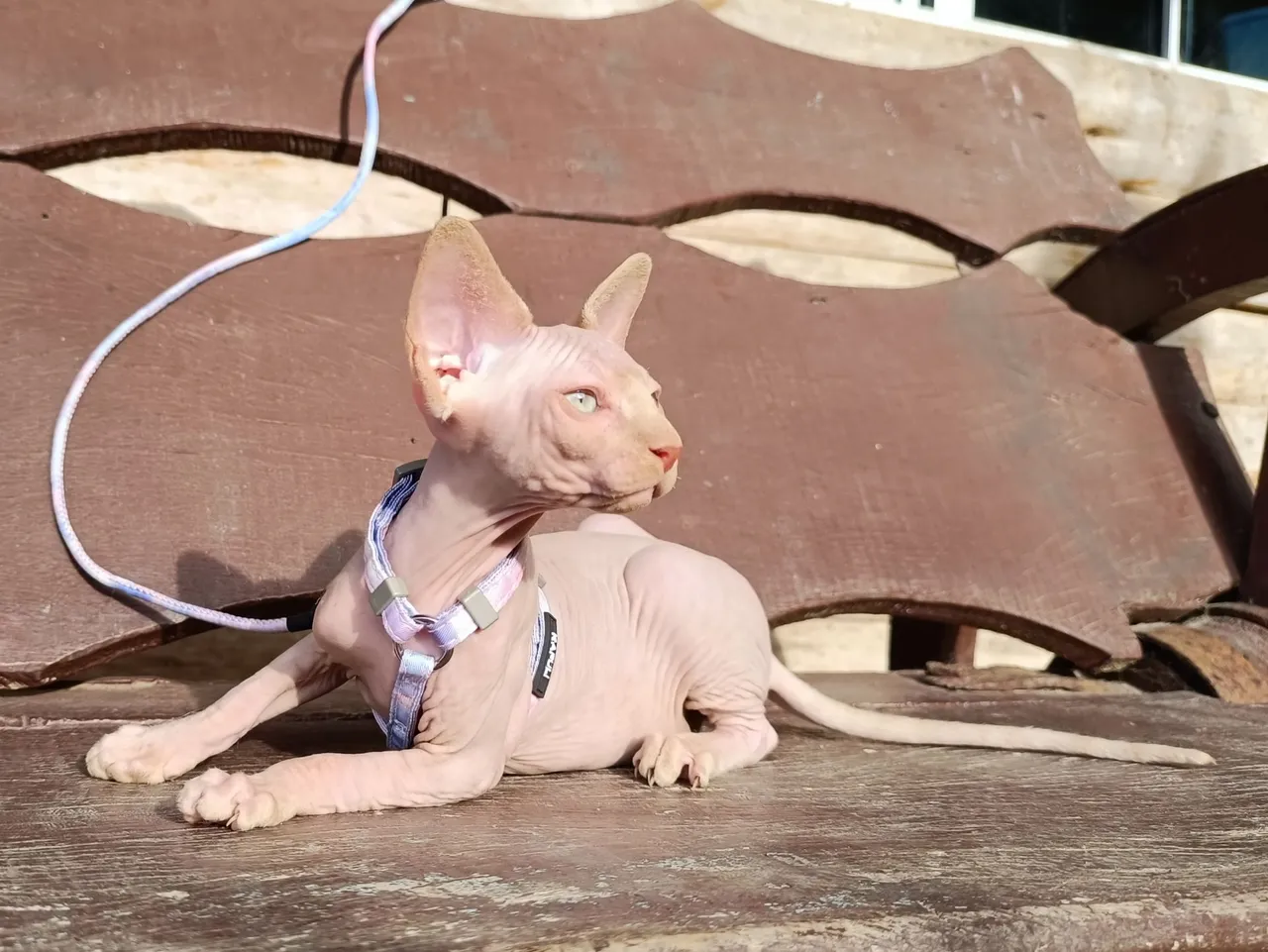 Gato Sphynx filhotes