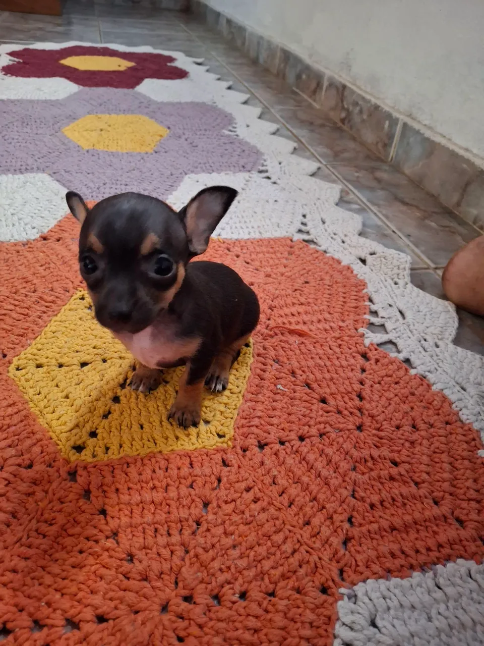 Filhote de Pinscher Miniatura